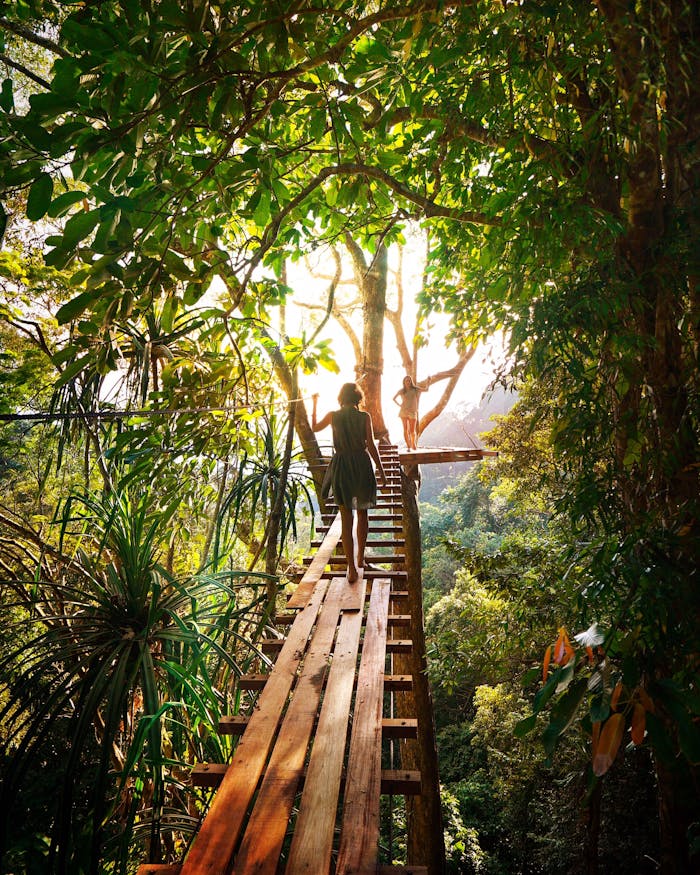 Experience adventure walking on a bridge through Thailand's vibrant green forest.